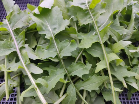 🌿香りが違う！朝どれルッコラ約200g｜サラダで主役級｜農薬・化成肥料不使用🌿