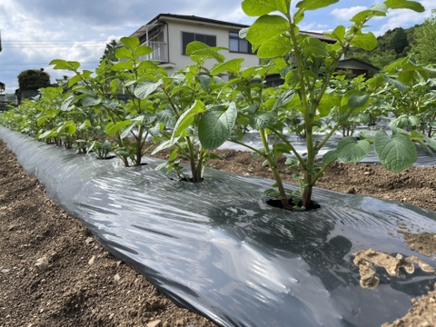 ノウフク　カラフルじゃがいもミックス 2kg　【栽培期間中農薬化学肥料不使用】