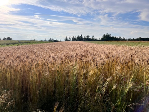 【超希少】古代小麦　有機ブラックアインコーン玄麦 4kg 2025年産 北海道 十勝 ほんべつ産　※小麦粉じゃありません