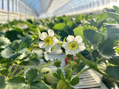 あまあま！とちあいか🍓大玉パック！
