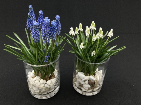 可愛らしいムスカリ白６球 透明クリアカップ入【期間限定】