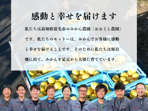 【ギフト用10kg】夏文旦　濃厚でジューシー！潮風を浴びた高知県育ちの土佐文旦　柑橘みかん　オレンジ