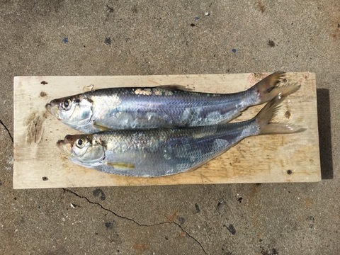 ヒラ（3０～4０cm/２匹）