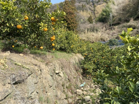 さわやかな甘酸っぱさとほろ苦さ。【選果落】サンフルーツ（１０ｋｇ）サンプル糖度１２度