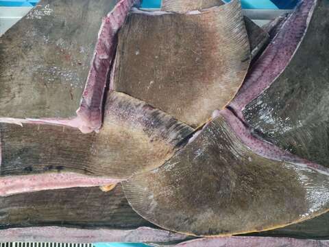 【30％OFF販売中】エイヒレ1kg アカエイ 真空冷凍 急速冷凍 おつまみ 刺身 煮つけ ホンオフェ 赤魟鱼 魟鱼 / 魔鬼鱼 홍어