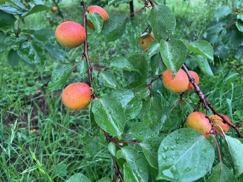 自然栽培の杏（あんず）生食・加工用3kg（品種ハーコット）大小混合【６月１８日発送限定】