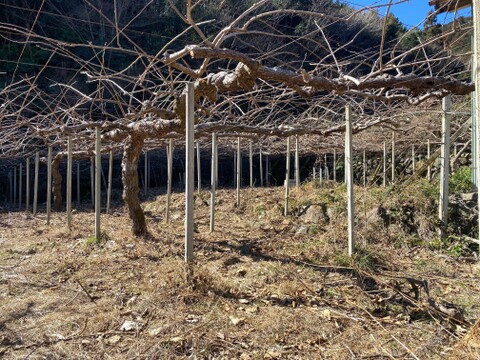 農薬・化学肥料不使用！スッキリとした甘さと酸味のグリーンキウイ(33玉から36玉)