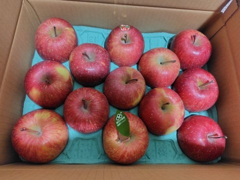 食べきりサイズの小玉です❗個性派りんご🍎葉隠れサンふじ  （12個～14個）3キロ箱使用