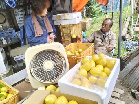【訳あり】広島県産「これが夏レモン」《約18〜20個入》4kg以上
