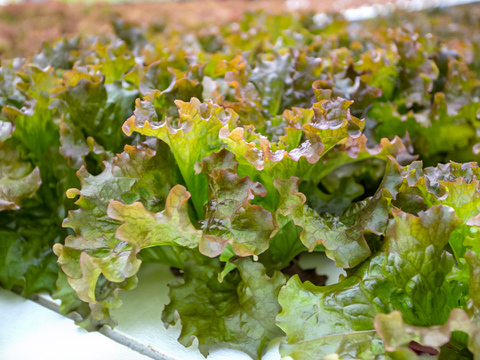 【魚の育み®】おまかせリーフレタス食べ比べセット12袋 | 農薬･化学肥料不使用でアクアポニックス産のやさしい野菜