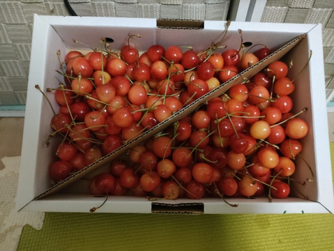 もぎたて当日発送🍒〉 佐藤錦 家庭用1kg 6月上旬～順次発送 さくらんぼ