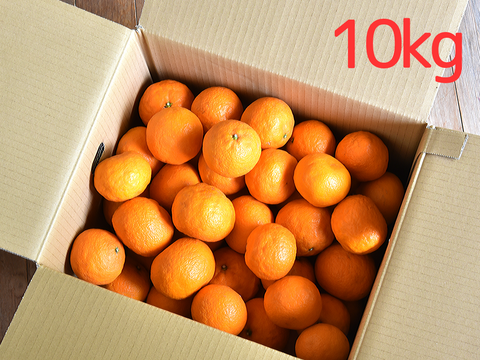 コクのある味わい　カラマンダリン【贈答用(特選品)】[5kg]　326-1