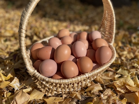 【翌日発送】平飼い放牧卵(18個)《ここだからできる最高の卵》【数量限定】【翌日発送 毎日便 対応】