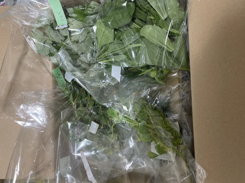 ８月のおまかせ「食べれる野草セット」🌿ヨモギ、ハコベ、ツユクサ、オオバコ、カタバミ、コマツヨイグサ、スベリヒユ、その他より6種類以上🌿 ※不用な野草はご連絡ください
