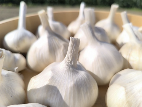 ✨青森県十和田産｜濃厚旨味のホクホクにんにく500ｇ✨