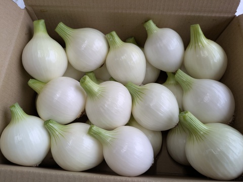 【玄海丸】皮むき玉ねぎ　福岡産　4kg