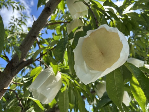 しいもも様 超レア硬い桃‼️CX（シーエックス）1.8キロ【訳あり】：山形県産