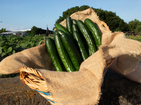 【 8月限定 】「農家直伝のレシピᗷOOK」プレゼント中🎁"おいしい水分補給"で熱中症対策『湧水きゅうり』 ｜約４kg：約30本