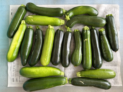 【有機ＪＡＳ】規格外ズッキーニ４ｋｇ農薬・化学肥料不使用　信州産