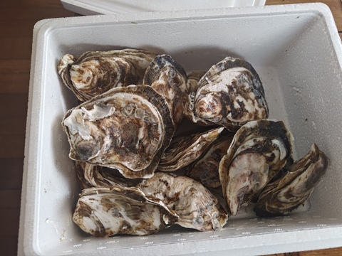 身入り抜群！有明海垂下養殖スミノエガキ　ありす　4kg（生食可）