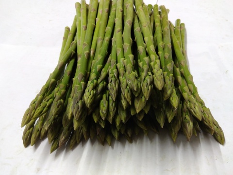 シャキシャキ！さぬきのめざめ秀品Mサイズ夏芽1kg