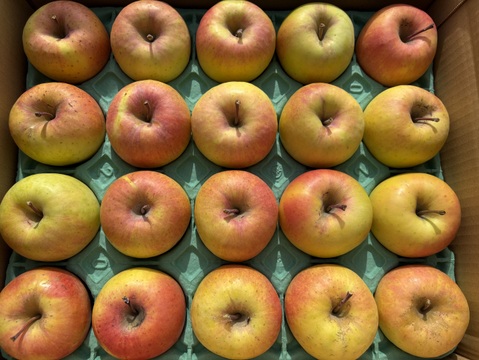 小玉❗️食べきりサイズ！甘～いりんご✨ぐんま名月 5kg箱 20～23個入り 信州りんご