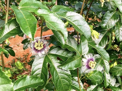 🌺販売中🌺\\はじめましてセット//
【有機JAS認証】オーガニック芳醇パッションフルーツ/『秀品1キロ¥3800→¥3300』/贈り物にもおすすめ◎/芳醇な香り/濃厚な味わい！