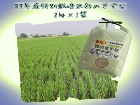 【ミネラル育ちの極上米】Pino farm「弾む、黄金のきずな」～R7年産特別栽培米　彩のきずな　2㎏～