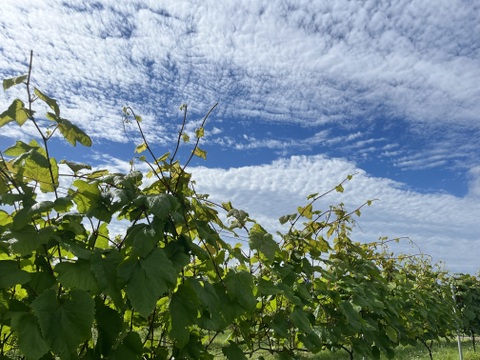 【冬ギフト】ワイン用ぶどうで作ったジュース　4品種各1本+おまかせ品種1本　飲み比べセット180ml✖️5本【熨斗対応可】