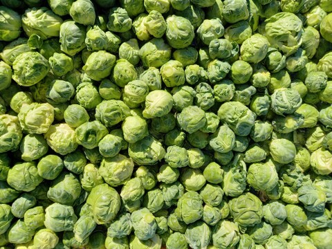 【予約増量(^^♪】"株ごと芽キャベツ"　おうちで収穫体験！(2株)＋おまけ野菜1つ　 from 名水の里　神奈川県秦野市