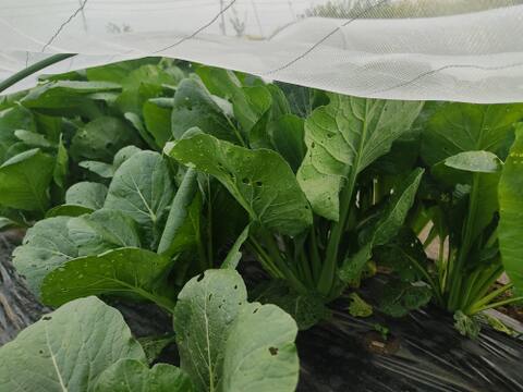 ✨旨味凝縮！少し大きめのパワフル小松菜！炒め物に最適（虫食い跡あり）農薬・化成肥料不使用✨