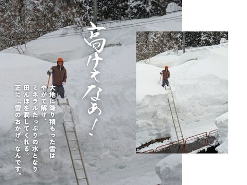 【農家直販！】令和7年産 魚沼産こしひかり玄米30kg