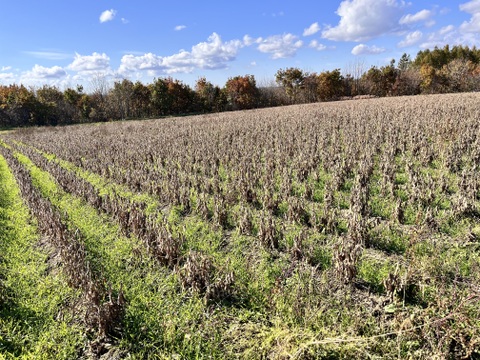 有機青大豆 「合わせ買い（同梱）用」大袖の舞 900g  北海道十勝 “豆のまち”本別町 2025年産　オーガニック