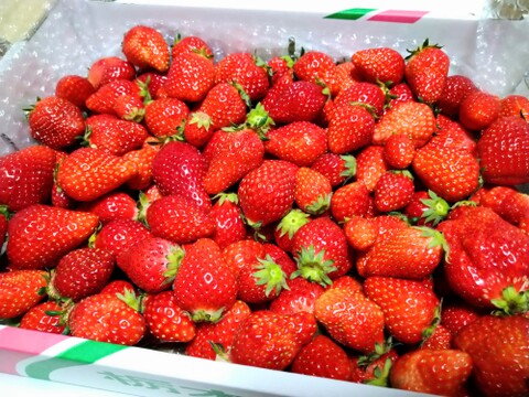 【加工用いちご大特価!!】
特盛1.8kgばら詰めいちごBOX！
【限定販売】酵素シロップのレシピ付き