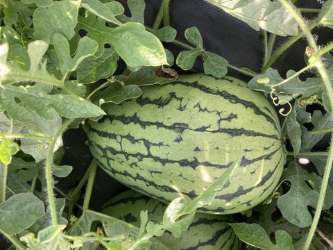 【夏ギフト】夏のお楽しみセット小玉スイカと生食OKフルーツとうもろこし《味来》または《恵ゴールド》