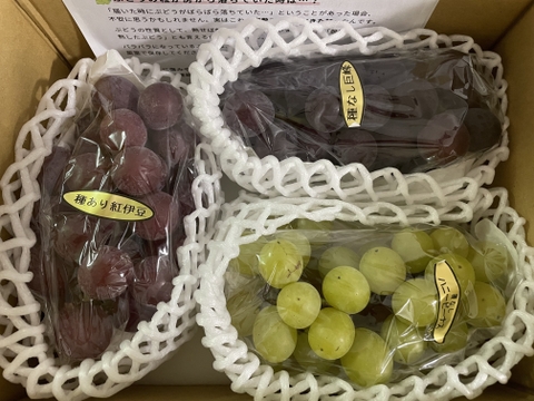 ✨🍇第一弾　2024ぶどう3種食べ比べセット🍇✨
　　　紅伊豆　・　ハニービーナス　・　巨峰
【ご家庭用・中房各１房入・計約1.3㌔位入】