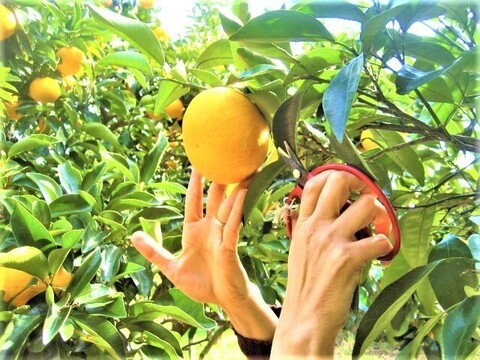朝採りの食べ比べ☆旬の「はるひ」と走りの「甘夏」＝3kg☆ 農薬・肥料・除草剤不使用