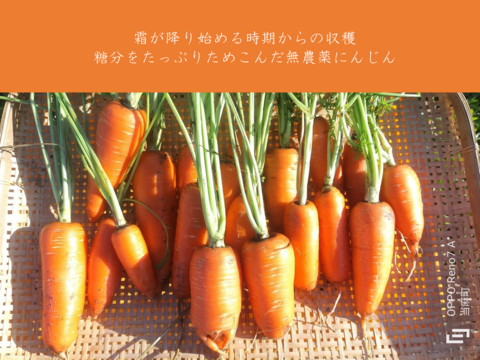 特別なニンジンジュース 700ml x 6本　栽培期間中農薬化学肥料不使用