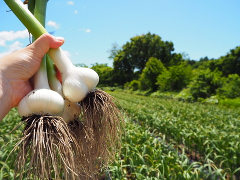 【先行予約】青森県田子町産にんにく2kg【限定販売】