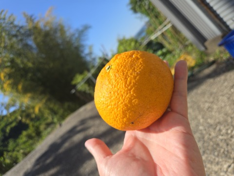 たっぷり甘夏3kg