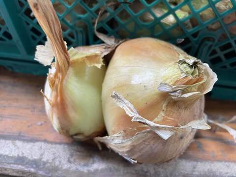 【規格外】大地の恵み！生でもおいしい新玉ねぎ【熊本県産】5㎏