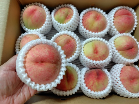 【数量限定特別価格！！！】白桃　品種おまかせ　訳あり３kg箱