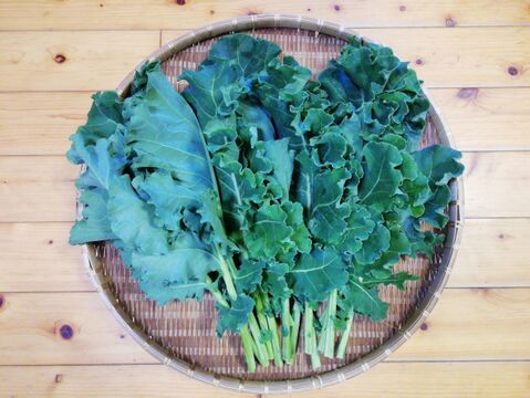 プチヴェールの美味しい葉(農薬化学肥料不使用)(金曜日発送)【熨斗(のし)対応可】(６０サイズ箱に入るだけ)