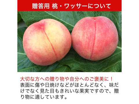【贈答用】白桃(品種おまかせ) 約2.8kg(5-14玉) 7月上旬頃発送開始 信州桃をお届けします#NPR0A028