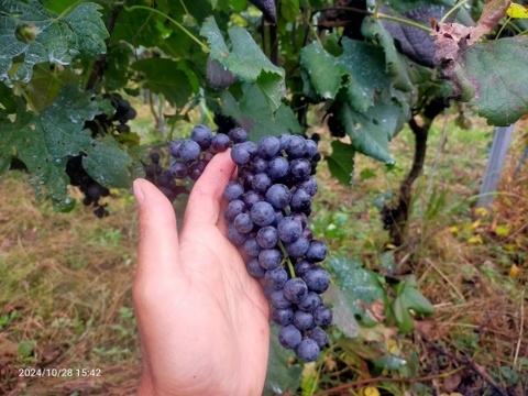 長野ワイン「HOSHIKUSO 2023」 750ml