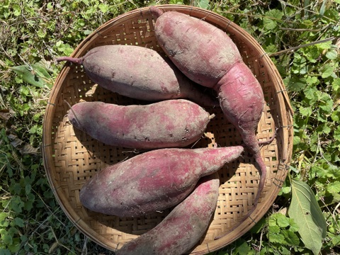 ‼️豊作につき２０％OFF‼️【有機JAS認証 紅はるか2kg】サツマイモ好きが選ぶのはこの品種❣️ねっとりとした食感！極甘！10月収穫で追熟完了！京都大原の棚田から！今がまさに食べごろのサツマイモ！