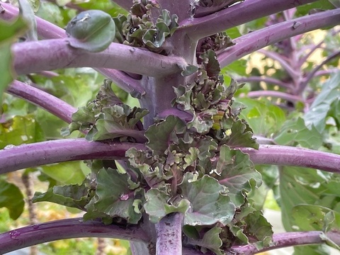 お米３.5kgと黒にんにく・いものこ＆季節野菜セット）