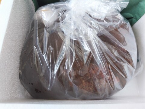 小泊産‼赤なまこ1kg（大、小込み）