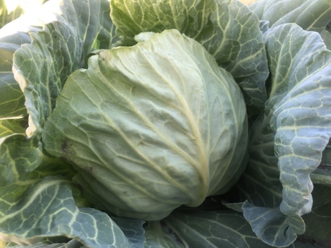 しゅん農園の旬の野菜お任せセット 7〜10品目前後