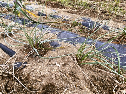 【産直 土付き】宮城県産 辛ウマ！エシャレット 200g 若採りらっきょう 自然栽培 栽培中農薬不使用 生食 太良衛門